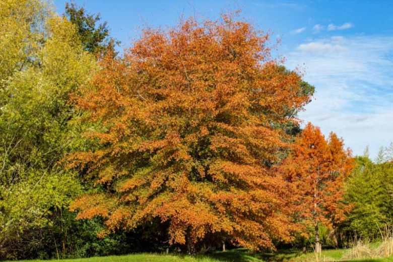 Quercus phellos, Willow Oak, Swamp Willow Oak, Pin Oak, Peach Oak Tree with fall color, Fall color, Attractive bark Tree