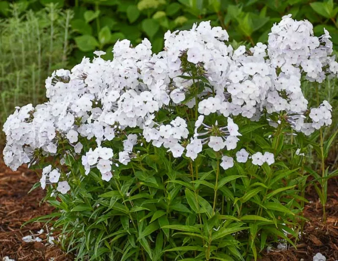 Phlox paniculata Fashionably Early Crystal, Border Phlox Fashionably Early Crystal, Fall Phlox Fashionably Early Crystal, Garden Phlox Fashionably Early Crystal, Perennial Phlox  Fashionably Early Crystal, Summer Phlox Fashionably Early Crystal, White Garden Phlox, White Phlox