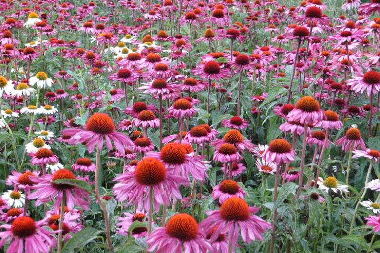 Echinacea Purpurea 'Rubinglow', Coneflower 'Rubinglow', Echinacea 'Rubinglow', Purple Coneflower, Purple Echinacea, Echinacea Purpurea, Pink Coneflower, Pink Echinacea