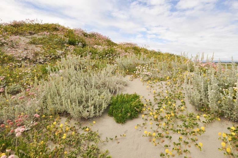 Artemisia pycnocephala, Beach Sagebrush, Beach Wormwood, Sand Hill Sage, Dune Sagewort, Coastal Strand Wormwood, Coastal Sagewort, California Native Plant
