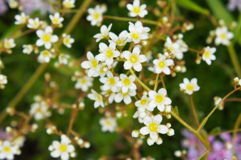 Saxifraga paniculata, Lifelong Saxifrage, Saxifraga aizoon, Saxifraga malyi, Evergreen Perennial, Evergreen Saxifrage, Rock Garden Plant