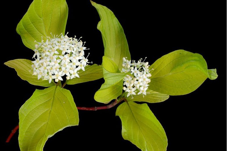 Cornus Alba Aurea, Tatarian Dogwood 'Aurea', Red-Barked Dogwood 'Aurea', Cornus alba f. aurea sibirica, Red stems, Variegated Dogwood, Variegated Tatarian Dogwood