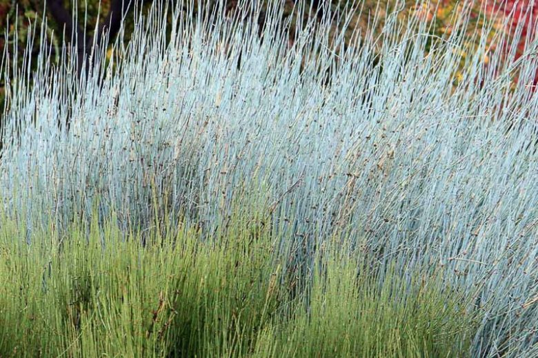 Ephedra equisetina, Bluestem Joint Fir, Mongolian Ephedra, Waterwise Perennial