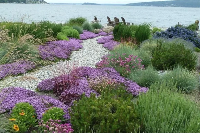 Helictotrichon Sempervirens, Blue Oat Grass, Drought tolerant plant, Ornamental grass , Low maintenance ornamental grass