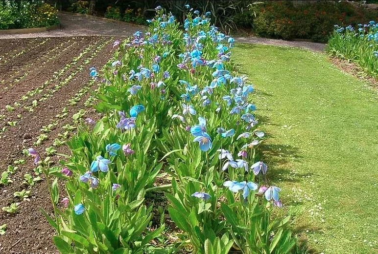 Meconopsis 'Lingholm', Himalayan Poppy 'Lingholm', Blue Poppy 'Lingholm', Tibetan Poppy  'Lingholm', Himalayan Blue Poppy 'Lingholm', Blue Poppies