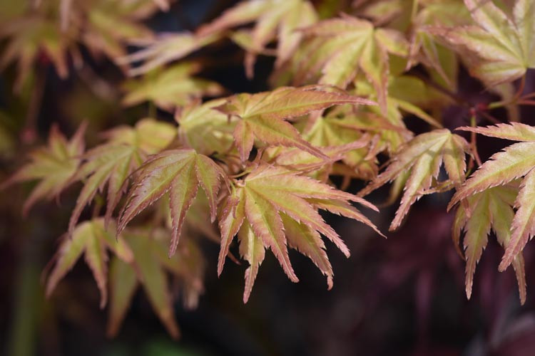 Acer palmatum 'Beni-tsukasa', Japanese Maple 'Beni-tsukasa', Tree with fall color, Fall color, Orange leaves, Orange Acer, Orange Japanese Maple, Yellow leaves, Yellow Acer, Yellow Japanese Maple
