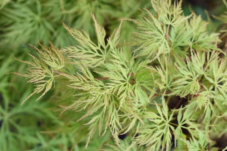 Acer palmatum 'Emerald Lace', Japanese Maple 'Emerald Lace', Laceleaf Japanese Maple 'Emerald Lace', Cutleaf Japanese Maple 'Emerald Lace', Threadleaf Japanese Maple 'Emerald Lace', Tree with fall color, Fall color,