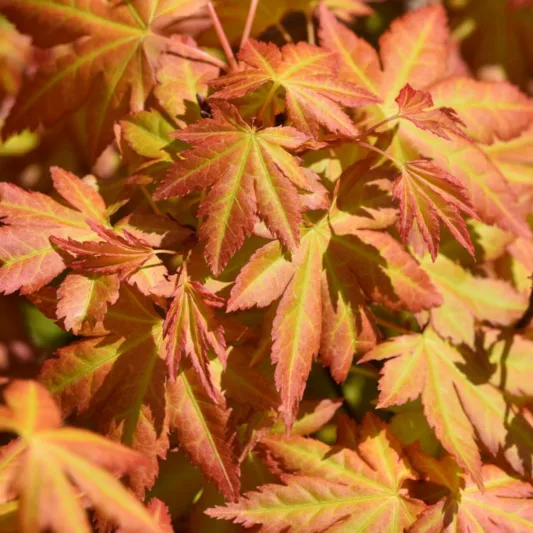 Acer palmatum 'Orange Dream', Japanese Maple 'Orange Dream', Tree with fall color, Fall color, Attractive bark Tree, Orange leaves, Orange Acer, Orange Japanese Maple