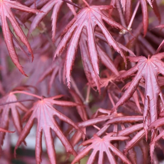 Acer palmatum 'Trompenburg', Japanese Maple Trompenburg, Tree with fall color, Fall color, Attractive bark Tree, purple leaves, Purple Acer, Purple Japanese Maple, Purple Maple