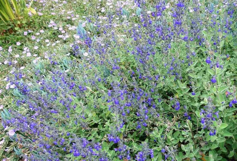 Salvia chamaedryoides, Germander Sage, Mexican Blue Sage, Salvia semiatrata, Blue Sage, Evergreen Sage