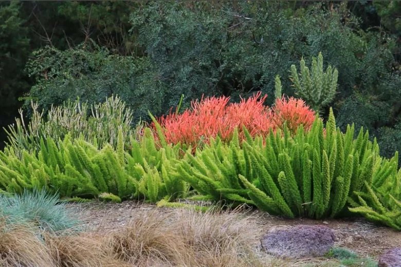 Euphorbia tirucalli 'Sticks on Fire', Fire Sticks, Euphorbia tirucalli 'Rosea', Red Pencil Tree, Pencil Tree, Milkbush, Milk Bush, Finger Tree, Sticks of Fire 'Rosea', orange ticks, red sticks, Euphorbia tirucalli 'Rosea',Red Pencil Tree