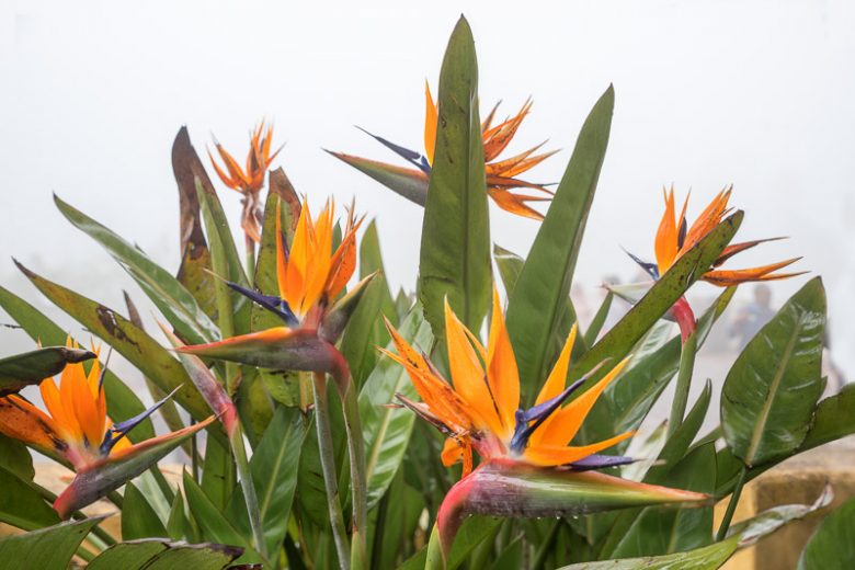 Bird of Paradise, Strelitzia reginae
