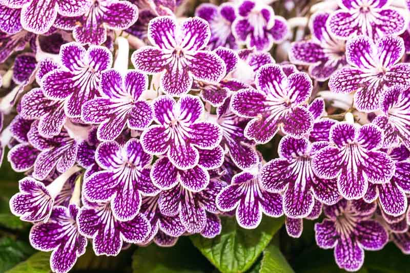 Streptocarpus, Cape Primrose, African Violets, Houseplants