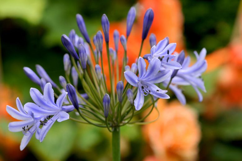 Agapanthus Africanus, Lily of the Nile, African Lily, Blue flower, Blue Agapanthus, Blue African Lily