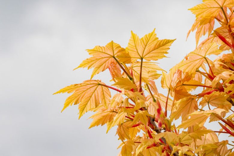 Acer pseudoplatanus 'Brilliantissimum', Sycamore 'Brilliantissimum', Pink Sycomore, Sycamore Maple, Pink Acer, Pink Leaves