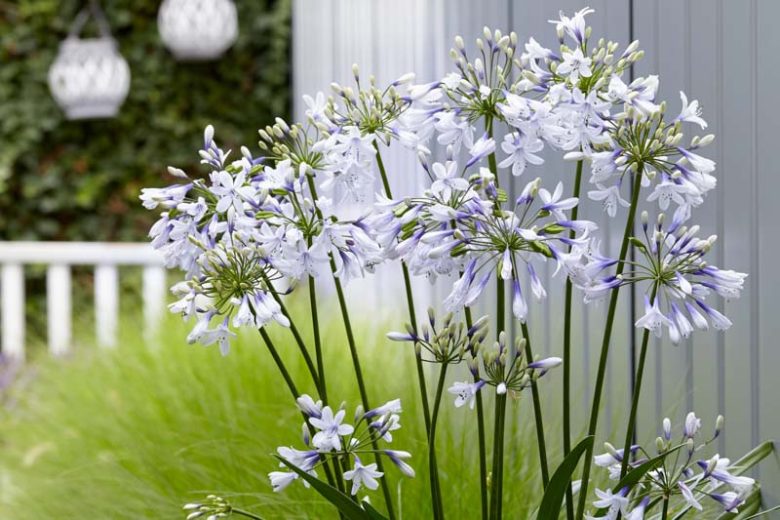 Agapanthus 'Twister', African Lily 'Twister', Lily of the Nile 'Twister', Agapanthus africanus Twister, Agapanthus africanus 'AMBIC001', Blue flower, Blue Agapanthus, Blue African Lily