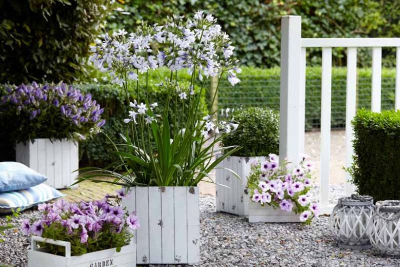 Agapanthus 'Twister', African Lily 'Twister', Lily of the Nile 'Twister', Agapanthus africanus Twister, Agapanthus africanus 'AMBIC001', Blue flower, Blue Agapanthus, Blue African Lily