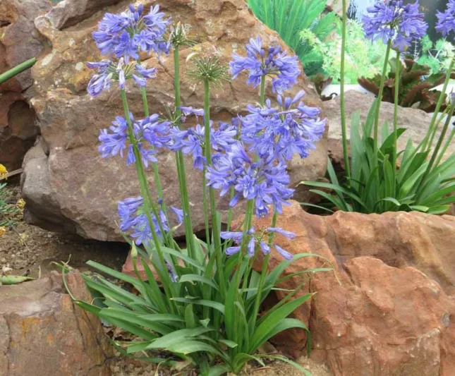 Agapanthus 'Ever Sapphire', African Lily 'Ever Sapphire', Lily of the Nile 'Ever Sapphire', Agapanthus africanus 'Andbin', Blue flower, Blue Agapanthus, Blue African Lily