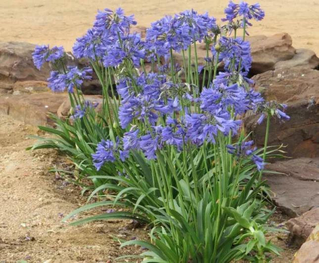 Agapanthus 'Ever Sapphire', African Lily 'Ever Sapphire', Lily of the Nile 'Ever Sapphire', Agapanthus africanus 'Andbin', Blue flower, Blue Agapanthus, Blue African Lily