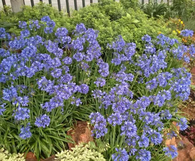 Agapanthus 'Ever Sapphire', African Lily 'Ever Sapphire', Lily of the Nile 'Ever Sapphire', Agapanthus africanus 'Andbin', Blue flower, Blue Agapanthus, Blue African Lily