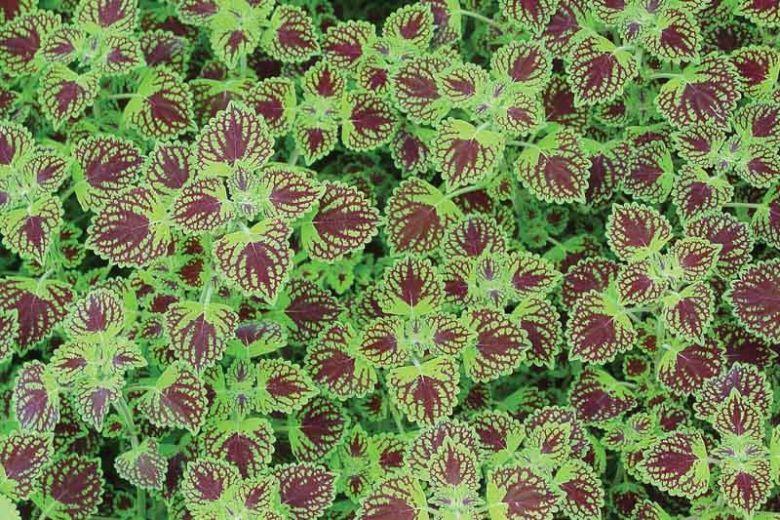 Solenostemon 'Chocolate Drop', Coleus 'Chocolate Drop', Plectranthus  'Chocolate Drop', Chocolate Coleus, Chocolate Solenostemon, Chocolate Plectranthus