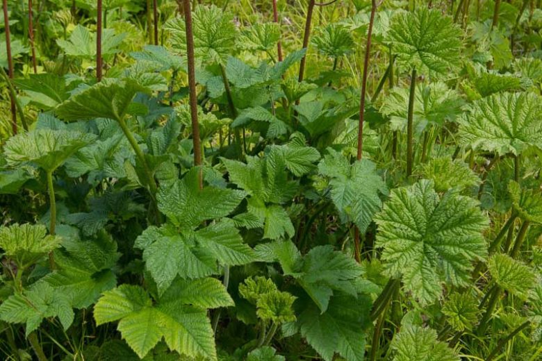 Darmera peltata, Umbrella Plant, Indian Rhubarb, Giant Cup