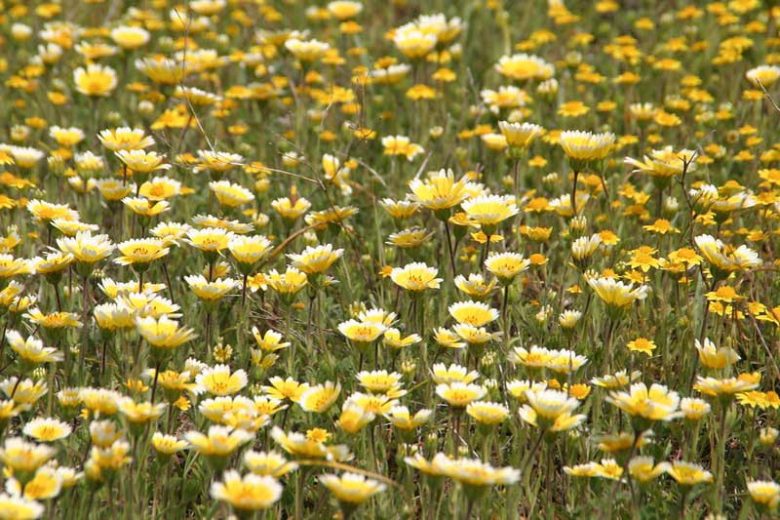 Layia platyglossa, Coastal Tidytips, Common Tidy Tips, Yellow Flowers, Bicolor Flowers, Drought tolerant flowers, Salt tolerant flowers