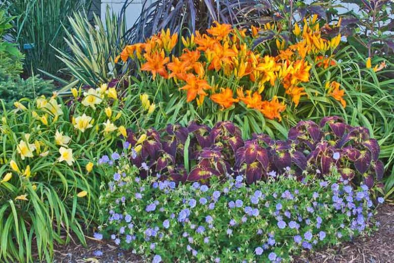 Hemerocallis 'Primal Scream', Daylily 'Primal Scream', Day Lily 'Primal Scream', 'Primal Scream' Daylily, daylilies, Daylily, Day Lilies, Orange flowers, Orange day lily, Orange Daylily, Hemerocallidaceae, perennial, plant