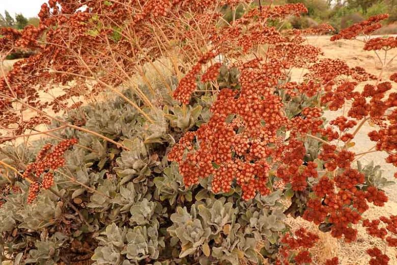Eriogonum giganteum,  St. Catherine's Lace, California Native Plant, Evergreen Shrub