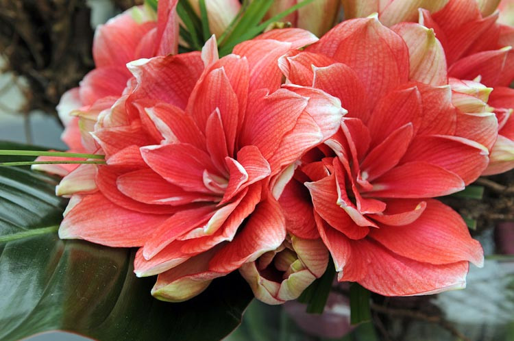 Amaryllis, Amarylis Bulbs, Hippeastrum, Hippeastrum Bulbs, Amarylis Bulb, Amarylis Flowers, Amarylis Flower, Amaryllis Hippeastrum, Hippeastrum Papilio
