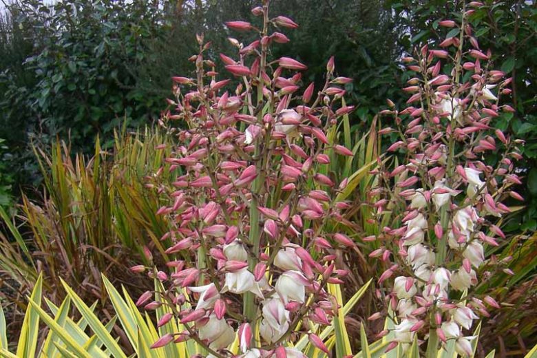 Yucca Gloriosa 'Bright Star', Variegated Spanish Dagger, 'Bright Star' Yucca, Yucca gloriosa 'Walbristar'