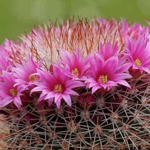 Mammillaria spinosissima, Spiny Pincushion Cactus, Cactus spinosissimus, Neomammillaria spinosissima, Small Succulents, Small Cactus