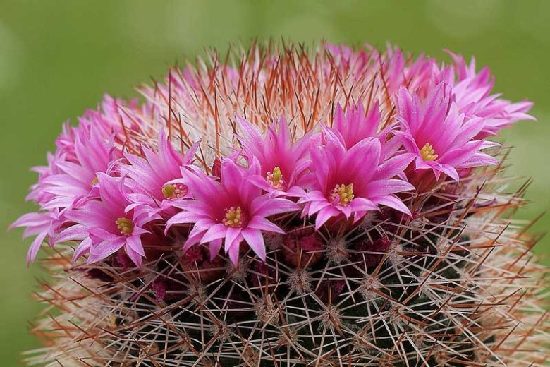 Mammillaria spinosissima, Spiny Pincushion Cactus, Cactus spinosissimus, Neomammillaria spinosissima, Small Succulents, Small Cactus