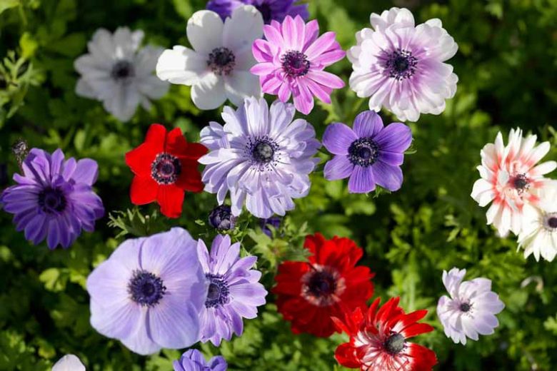 Anemone coronaria, Anemone, Anemones