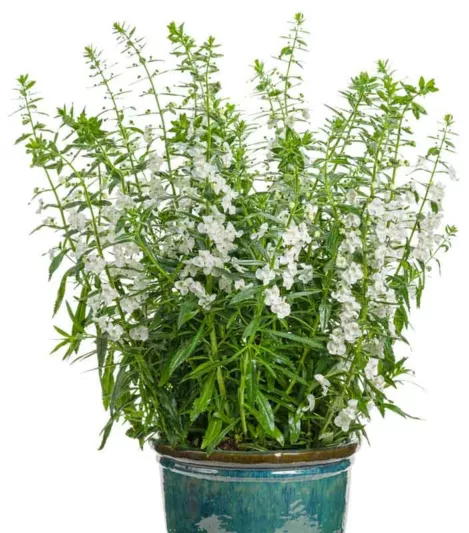 Angelonia 'Angelface Super White', Summer Snapdragon 'Angelface Super White', Angelface Super White Summer Snapdragon, White Angelonia, White Flowers