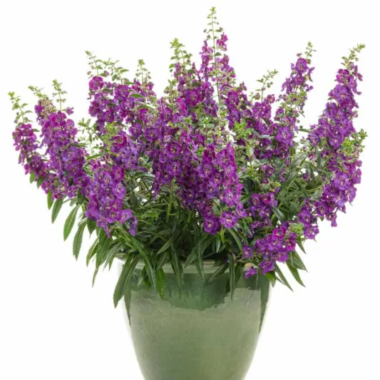 Angelonia 'Angelface Blue', Summer Snapdragon 'Angelface Blue', Angelface Blue Summer Snapdragon, Angelonia hybrid 'ANBLU140', Blue Angelonia, Blue Flowers