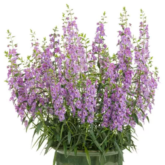 Angelonia 'Angelface Steel Blue', Summer Snapdragon 'Angelface Steel Blue', Angelface Steel Blue Summer Snapdragon, Angelonia hybrid 'ANSTEEL0', Lavender Angelonia, Lavender Flowers