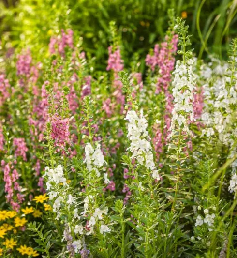 Angelonia 'Angelface Super Pink', Summer Snapdragon 'Angelface Super Pink', Angelface Super Pink Summer Snapdragon, Pink Angelonia, Pink Flowers