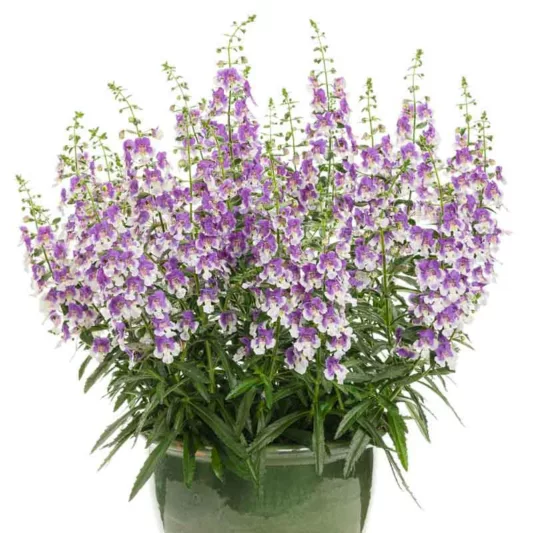 Angelonia 'Angelface Wedgwood Blue', Summer Snapdragon 'Angelface Wedgwood Blue', Angelface Wedgwood Blue Summer Snapdragon, Angelonia hybrid 'ANWEDG116', Bicolor Angelonia, Bicolor Flowers