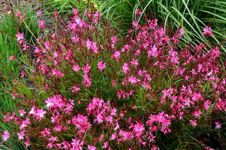 Gaura lindheimeri BELLEZA® Dark Pink, BELLEZA® Dark Pink Appleblossom Grass, BELLEZA® Dark Pink Wandflower, BELLEZA® Dark Pink Beeblossom, Oenothera lindheimeri BELLEZA® Dark Pink, drought tolerant perennials, Pink Gaura, Pink flowers, deer tolerant flowers