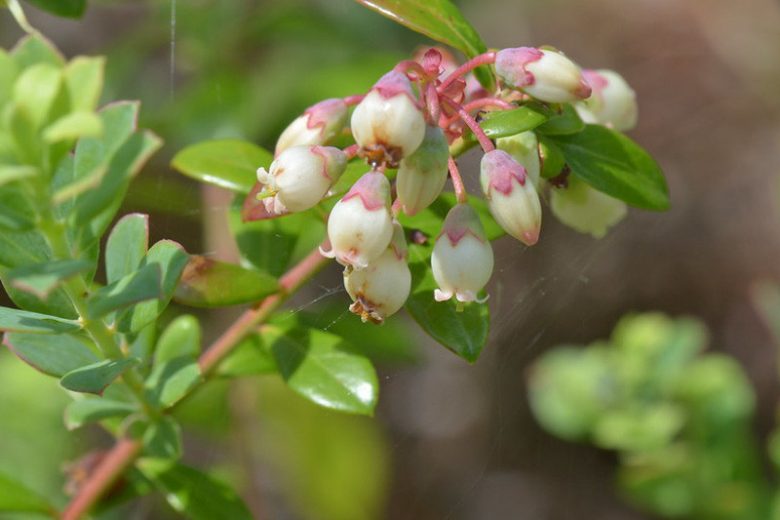 Vaccinium myrsinites, Shiny Blueberry, Evergreen Blueberry, Dwarf Blueberry, Florida Evergreen Blueberry, Ground Blueberry, Low Blueberry, Southern Evergreen Blueberry, Blueberries, Fruiting Shrubs, Evergreen Shrubs