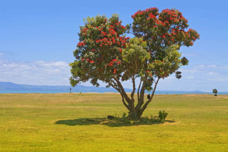 Metrosideros excelsa, New Zealand Fire Tree, New Zealand Christmas Tree, Pohutukawa, Metrosideros tomentosa