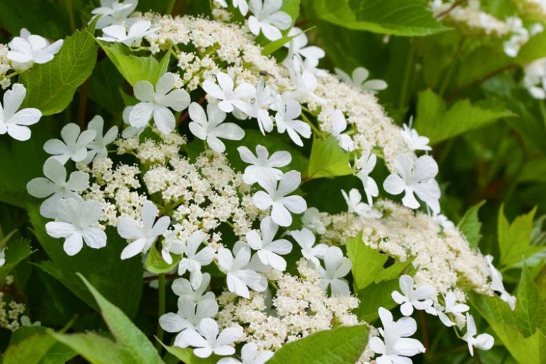 Viburnum opulus var. americanum, American Cranberry Bush, Highbush Cranberry, American Cranberrybush Viburnum, Cranberry Viburnum, Viburnum trilobum