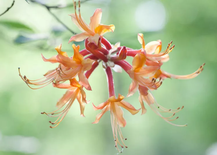 Rhododendron Austrinum, Florida Flame Azalea, Southern Yellow Azalea, Honeysuckle Azalea, Orange Azalea, Early Midseason Azalea, Fragrant Azalea, Fragrant Rhododendron, Yellow Azalea, Yellow Rhododendron, Yellow Flowering Shrub