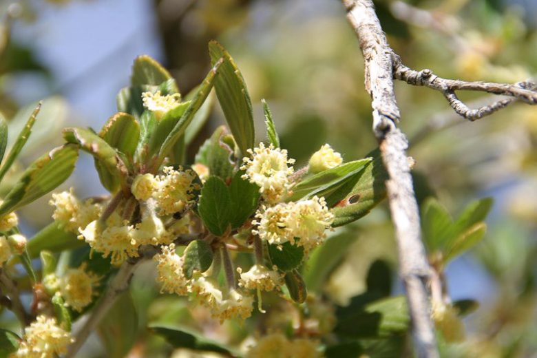 Cercocarpus betuloides, Mountain Mahogany, Birch-Leaf Mountain-Mahogany, Comes, Cercocarpus montanus, Cercocarpus douglasii, Evergreen Shrub