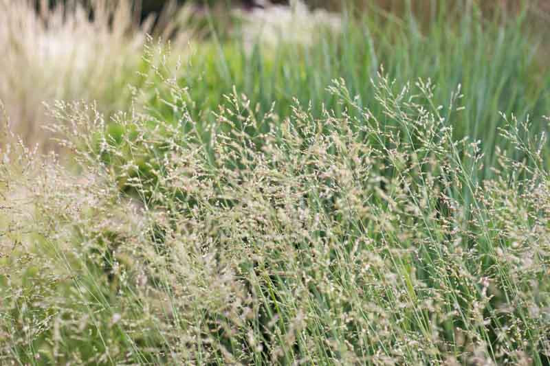 Panicum, Switch Grass, Panicum virgatum, Prairie grass, tall panic grass, tall prairiegrass, wild redtop, thatchgrass