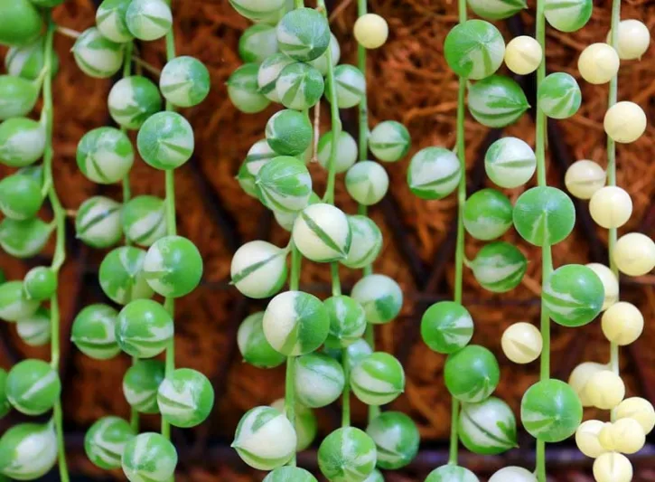 Senecio rowleyanus, String of Pearls, String of Beads, Hanging Succulent, Hanging basket Succulent