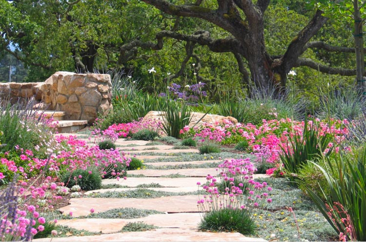 Dymondia margaretae, Silver Carpet, drought tolerant groundcover, ground covers, grouncover, perennial ground cover