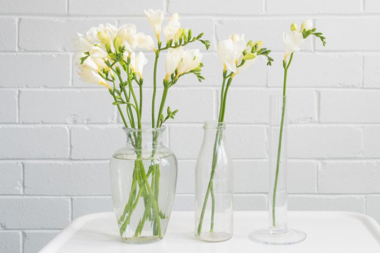 Freesia Single White, Double Freesia, White Freesia, White Flowers, Freesia planting information, planting freesias, planting freesia, how to grow freesia, how to grow freesias, how to care for freesia