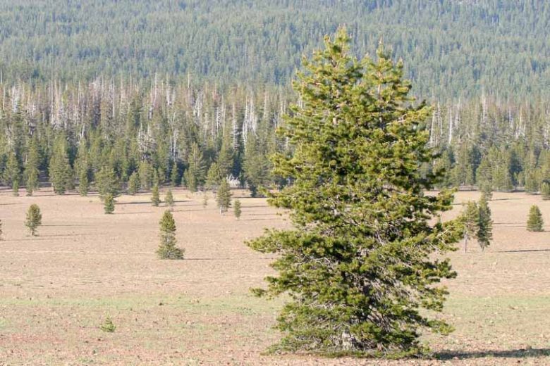 Pinus contorta, Lodgepole Pine,  Beach Pine, Shore Pine, Twisted-Branch Pine, Evergreen Conifer, Evergreen Shrub, Evergreen Tree,